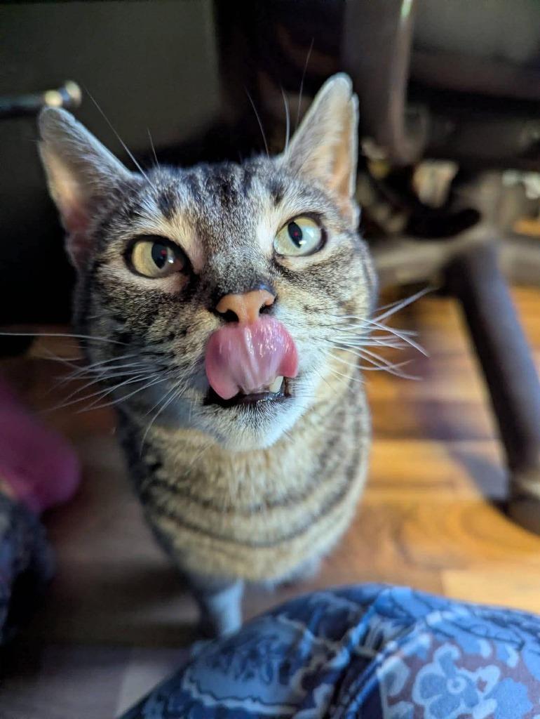 Mama Molly, Adoptable, Young Female Domestic Short Hair.