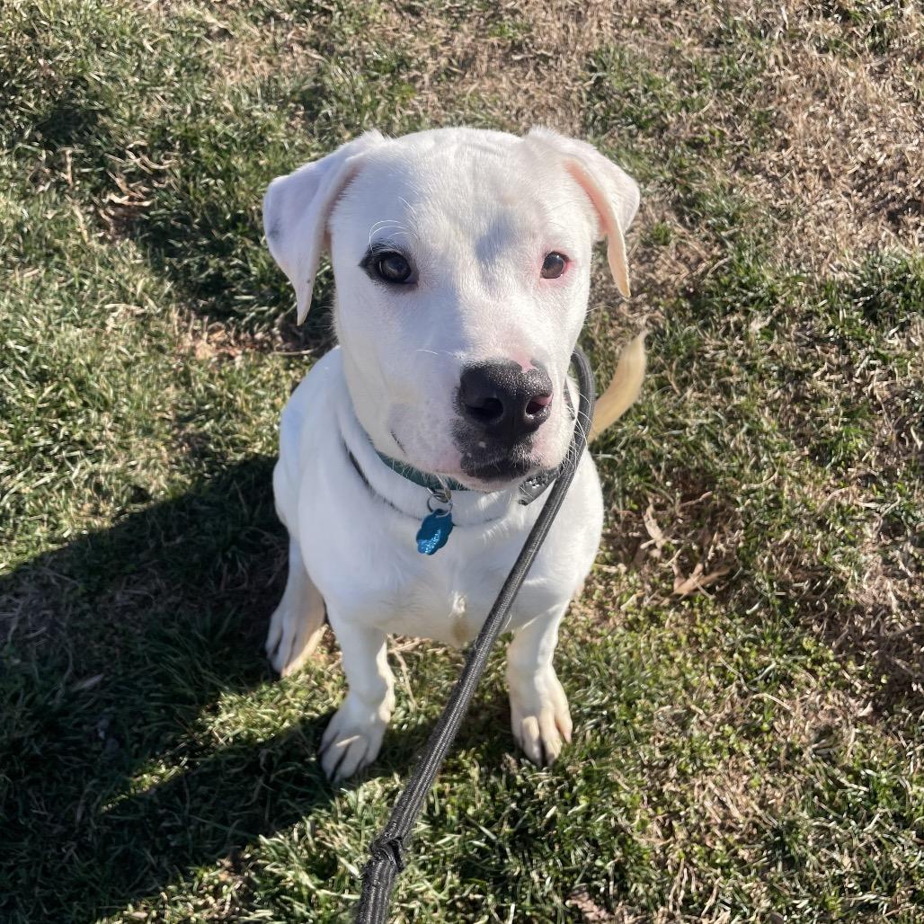 Lewis, Adoptable, Adult Male Pit Bull Terrier & Labrador Retriever.