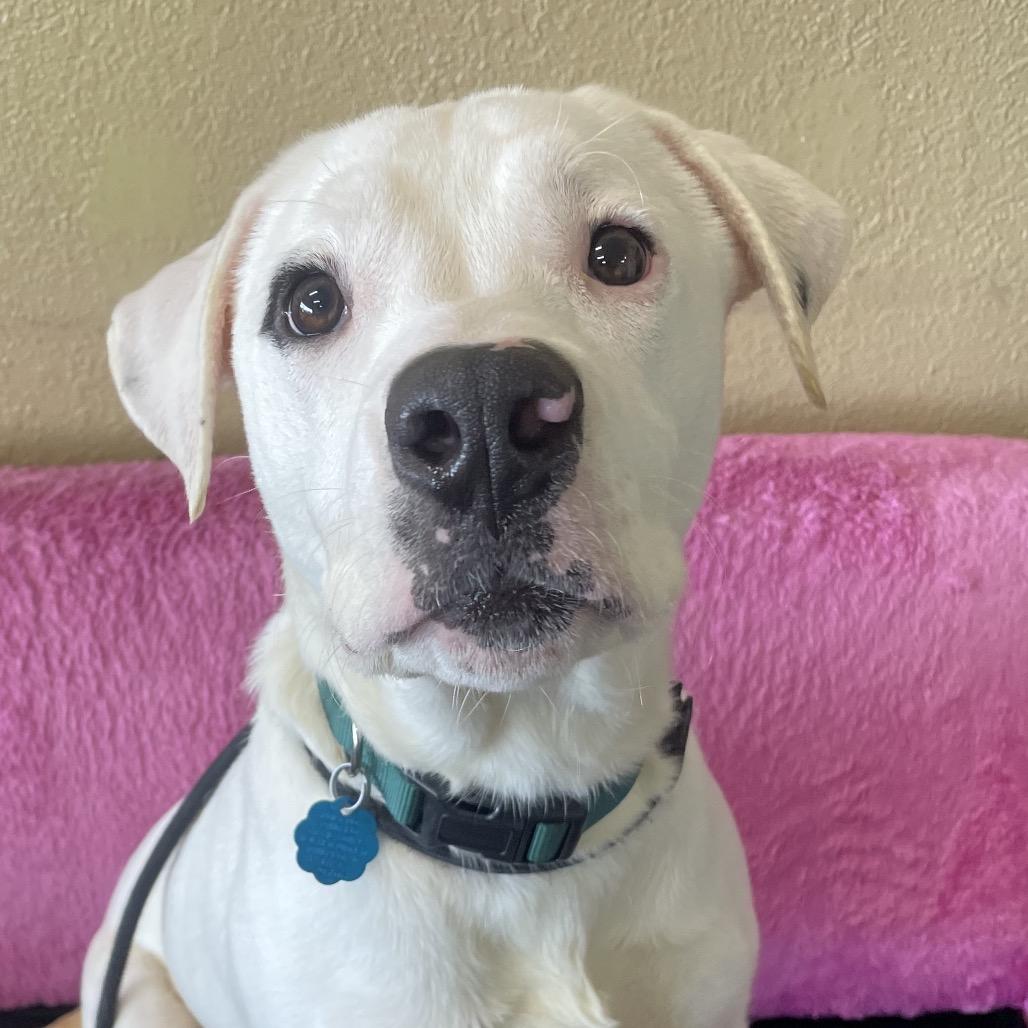 Lewis, a Adoptable mixed breed in Springfield, MO image 2/6