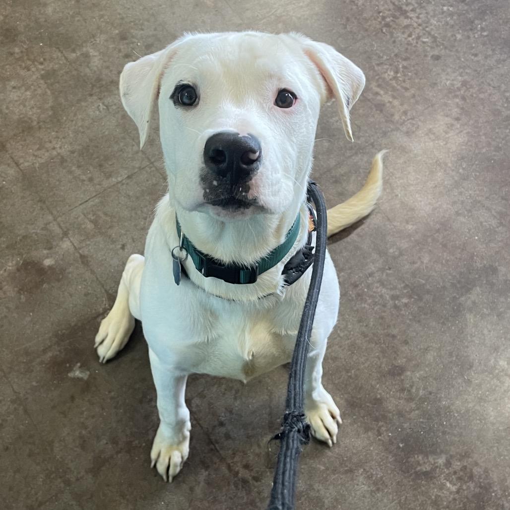 Lewis, a Adoptable mixed breed in Springfield, MO image 3/6