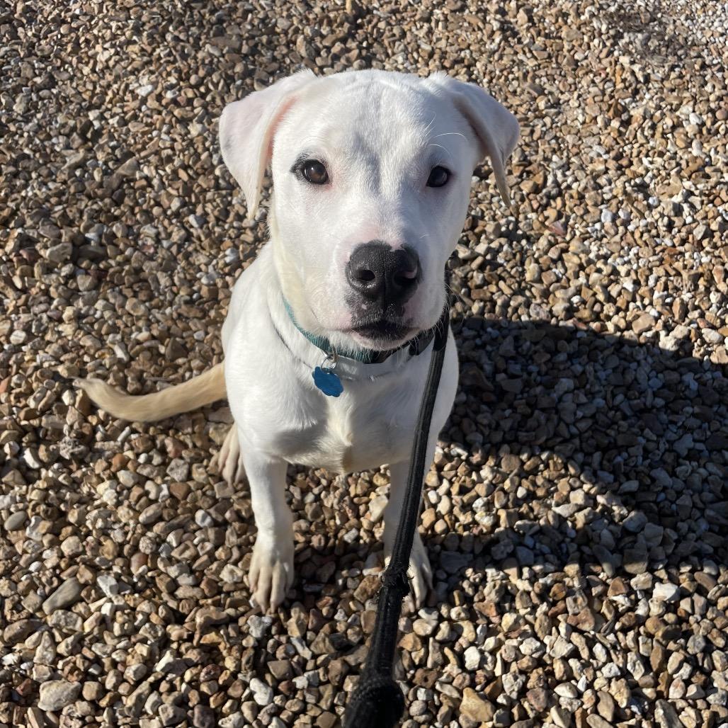 Lewis, a Adoptable mixed breed in Springfield, MO image 4/6