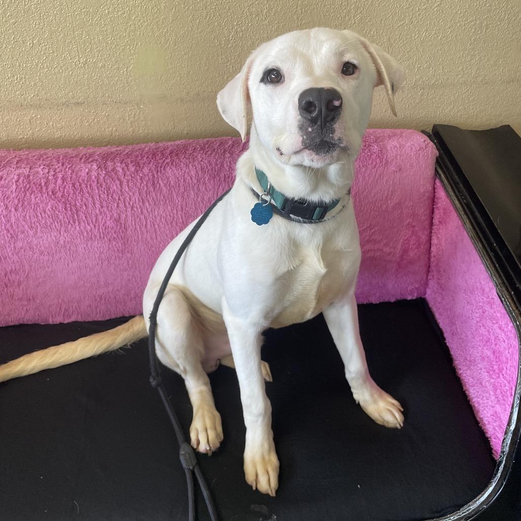 Lewis, a Adoptable mixed breed in Springfield, MO image 5/6