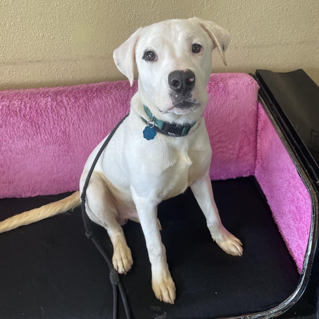 Lewis, a Adoptable mixed breed in Springfield, MO image 6/6