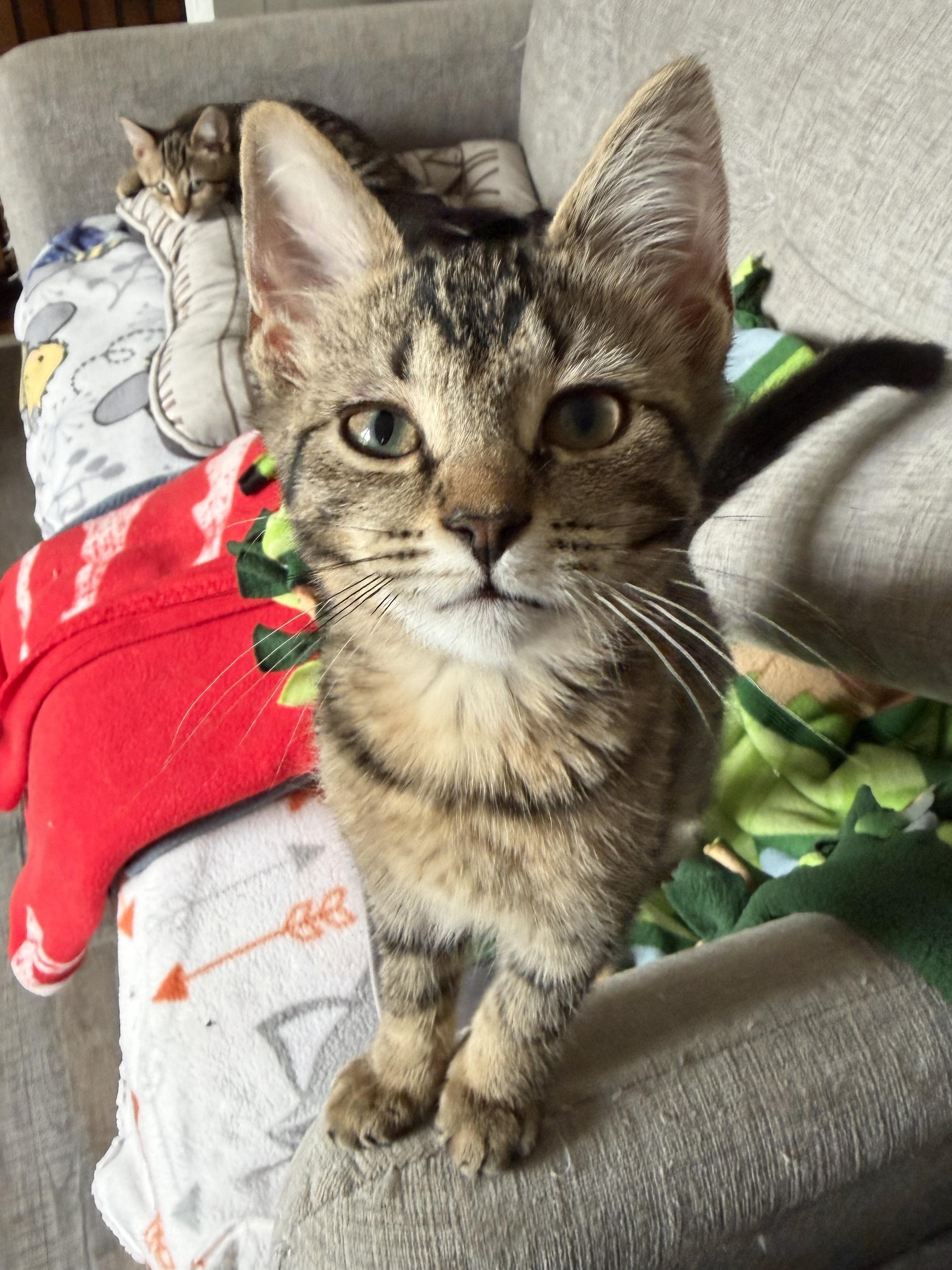 Enlarge Donna (bonded pair with Brenda), a Adoptable Domestic Short Hair in South Lyon, MI image 2/4
