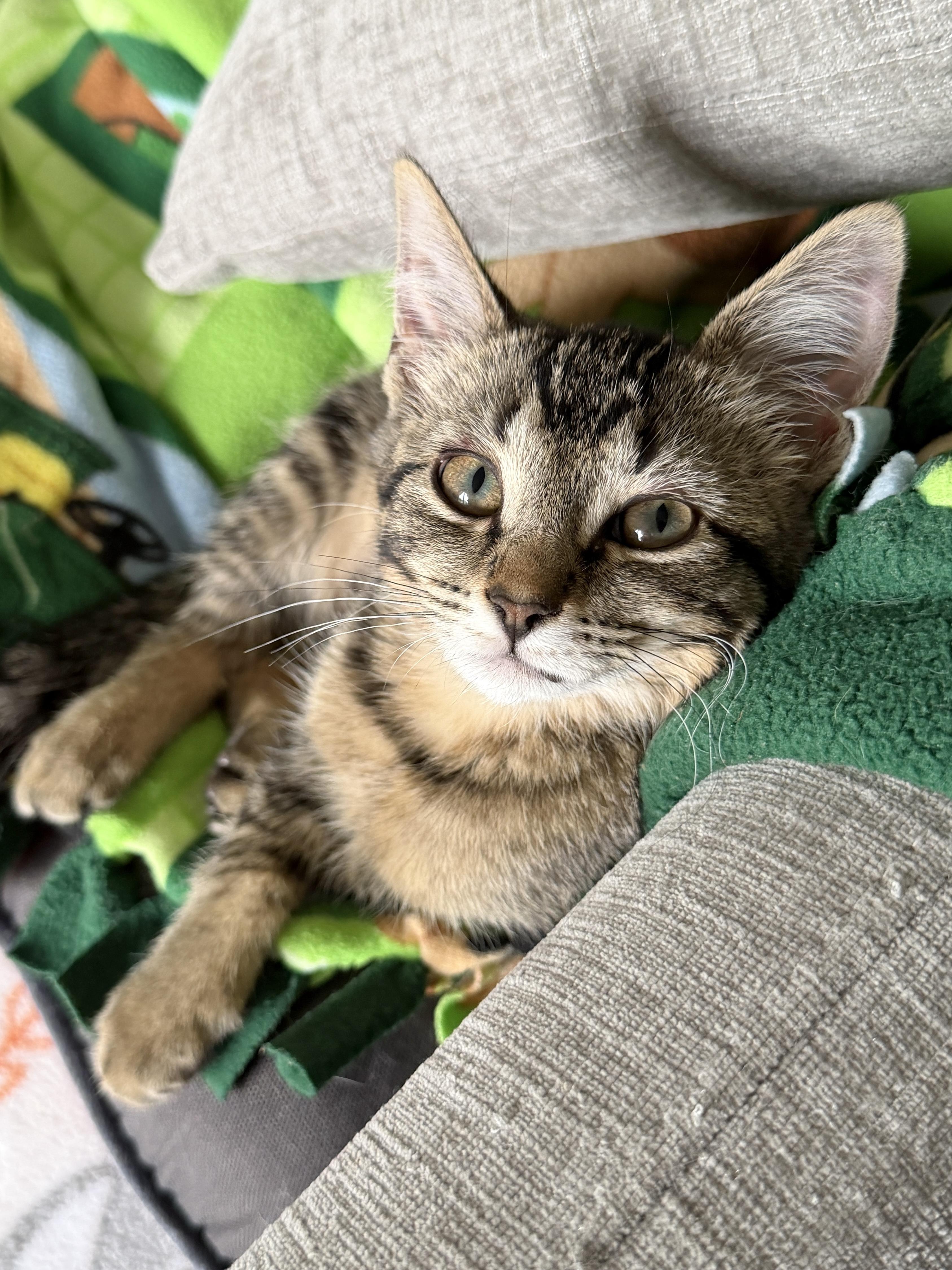 Donna (bonded pair with Brenda), Adoptable, Kitten Female Domestic Short Hair.