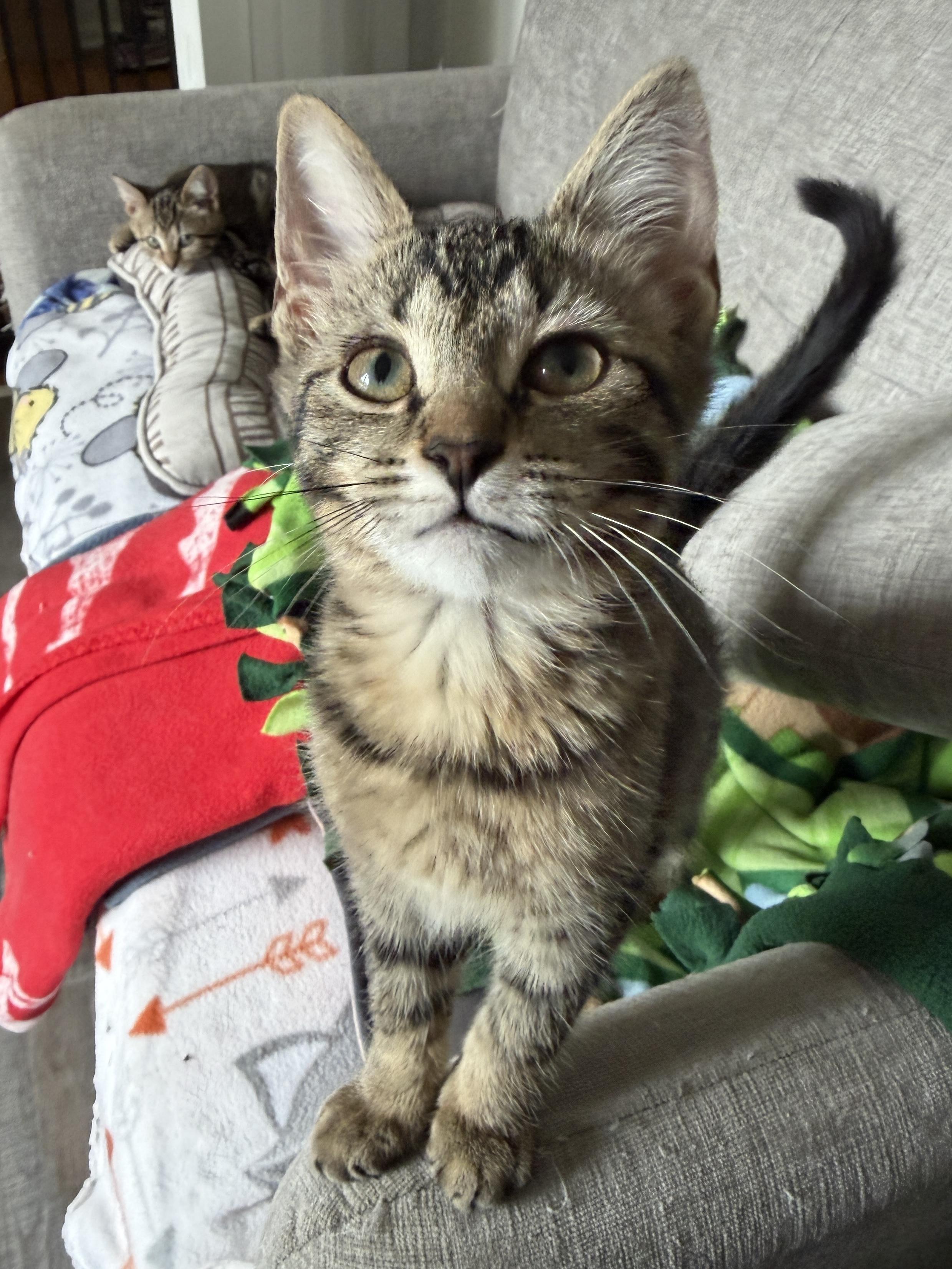 Enlarge Donna (bonded pair with Brenda), a Adoptable Domestic Short Hair in South Lyon, MI image 4/4