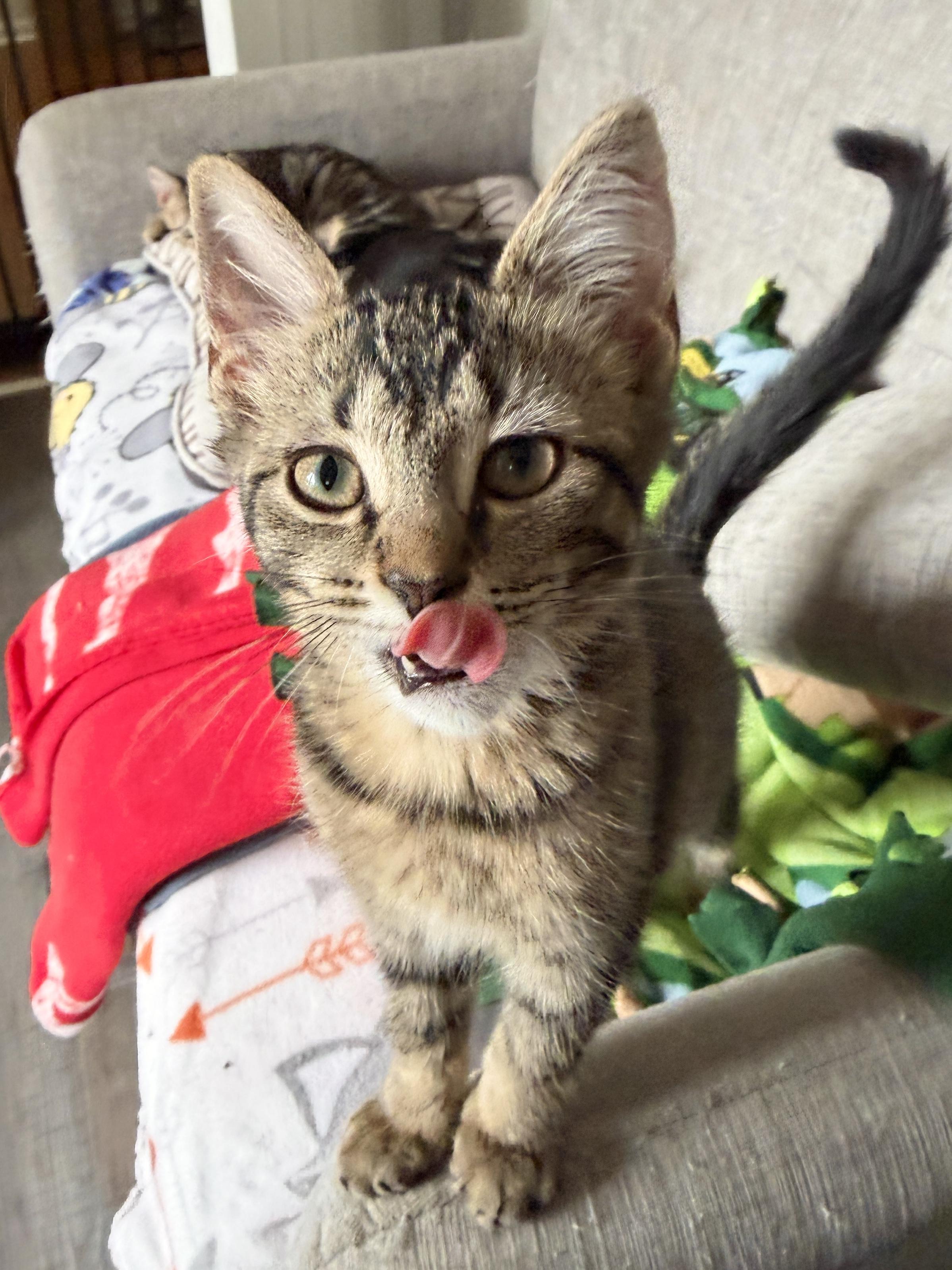 Enlarge Donna (bonded pair with Brenda), a Adoptable Domestic Short Hair in South Lyon, MI image 3/4