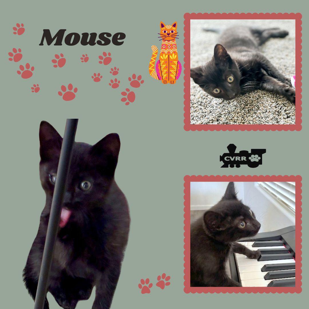 Mouse (Kitten), Adoptable, Kitten Male Domestic Short Hair.