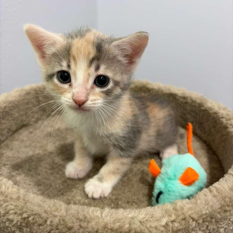 Enlarge Cairo, a Adoptable Domestic Short Hair in Harlingen, TX image 1/5
