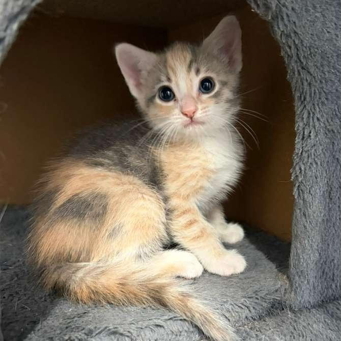 Enlarge Cairo, a Adoptable Domestic Short Hair in Harlingen, TX image 2/5
