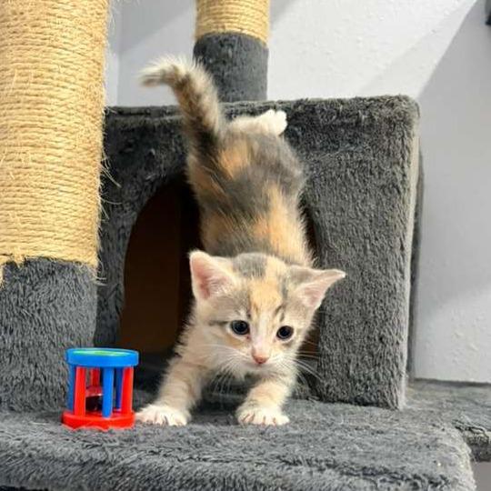 Enlarge Cairo, a Adoptable Domestic Short Hair in Harlingen, TX image 3/5