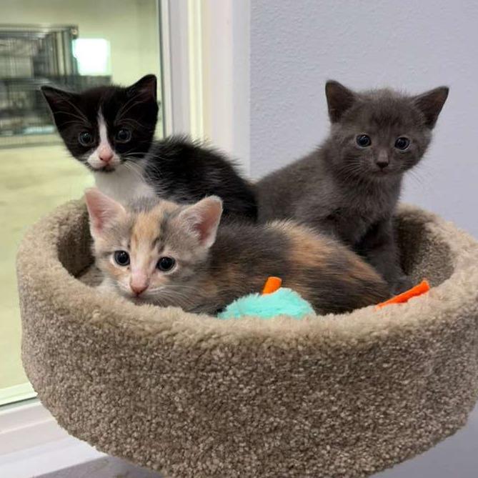 Enlarge Cairo, a Adoptable Domestic Short Hair in Harlingen, TX image 5/5