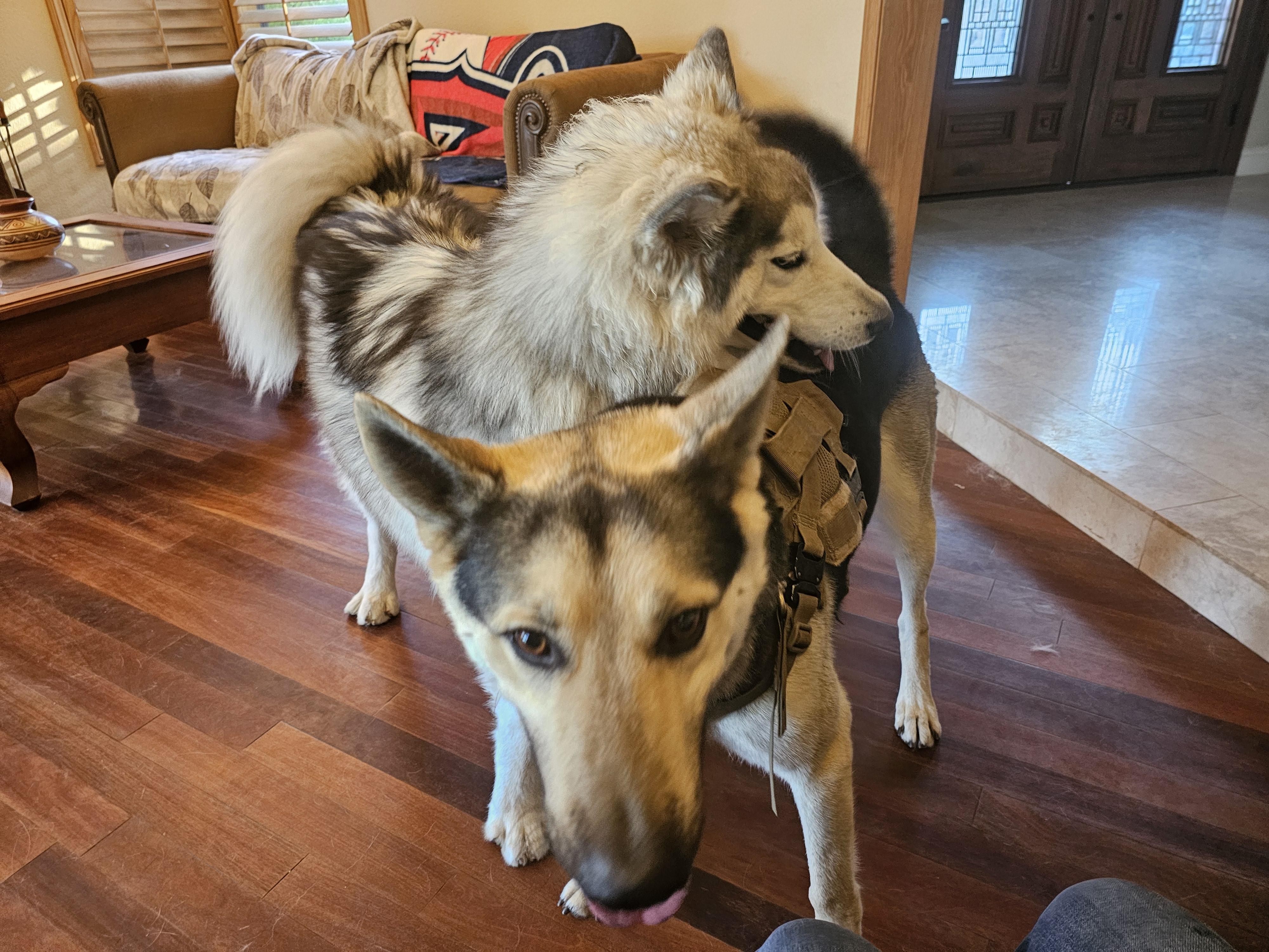 Harley, a ADOPTABLE mixed breed in La Mesa, CA image 3/3