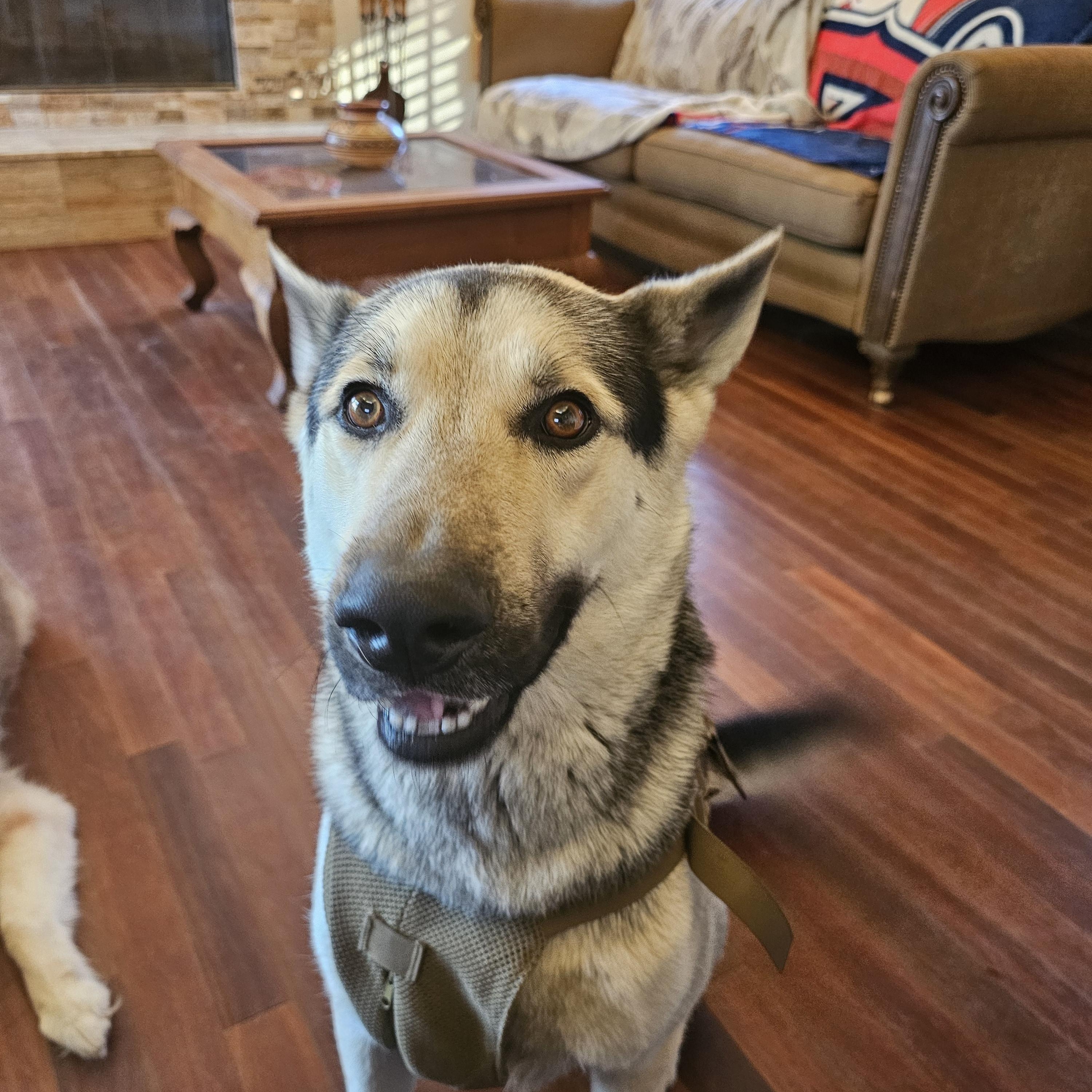 Harley, a ADOPTABLE mixed breed in La Mesa, CA image 1/3