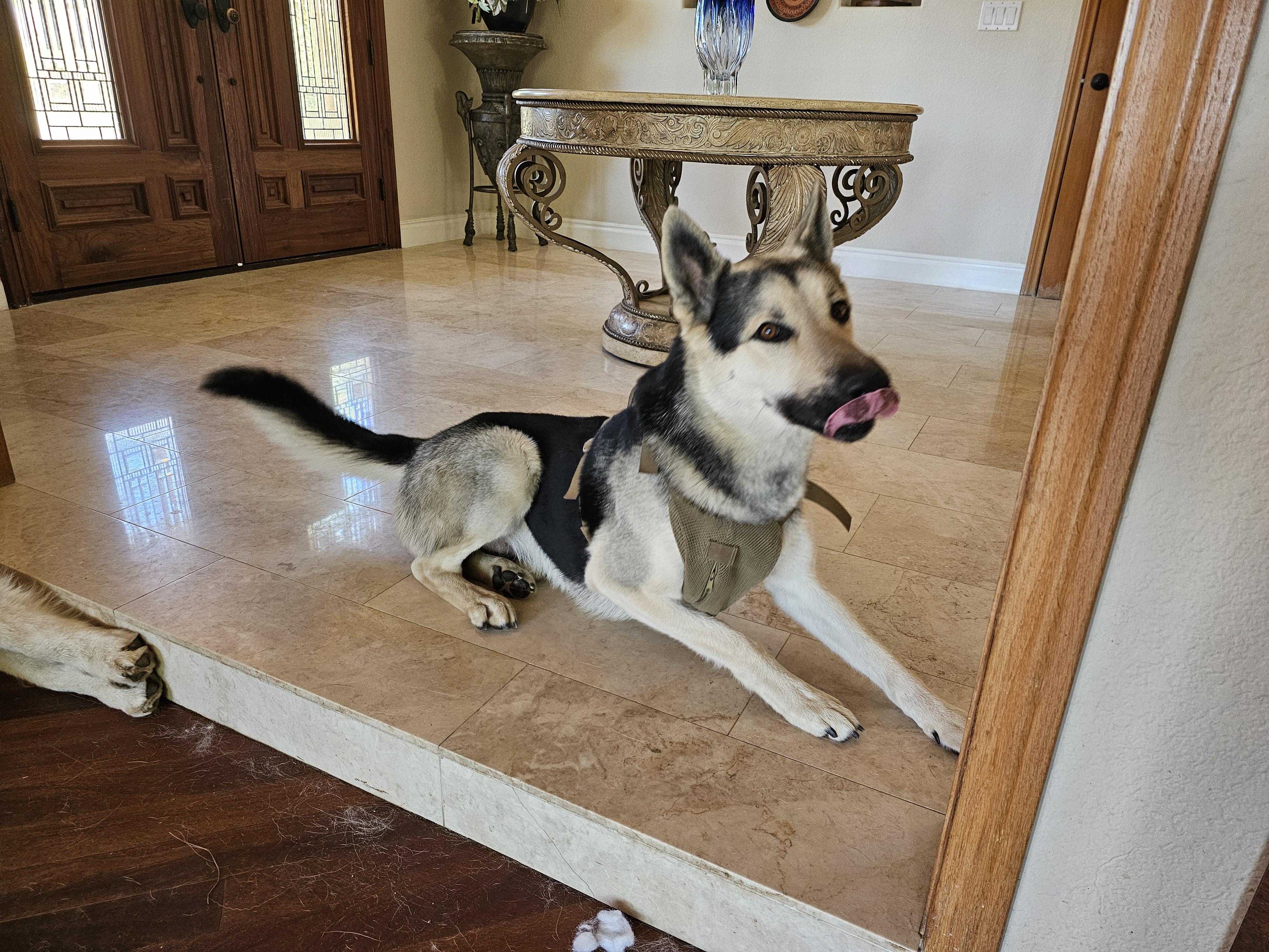 Harley, a ADOPTABLE mixed breed in La Mesa, CA image 2/3