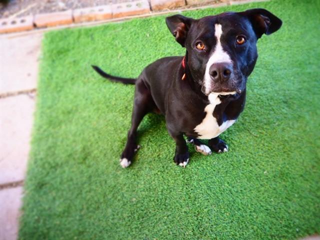 CHITA — thumbnail 2