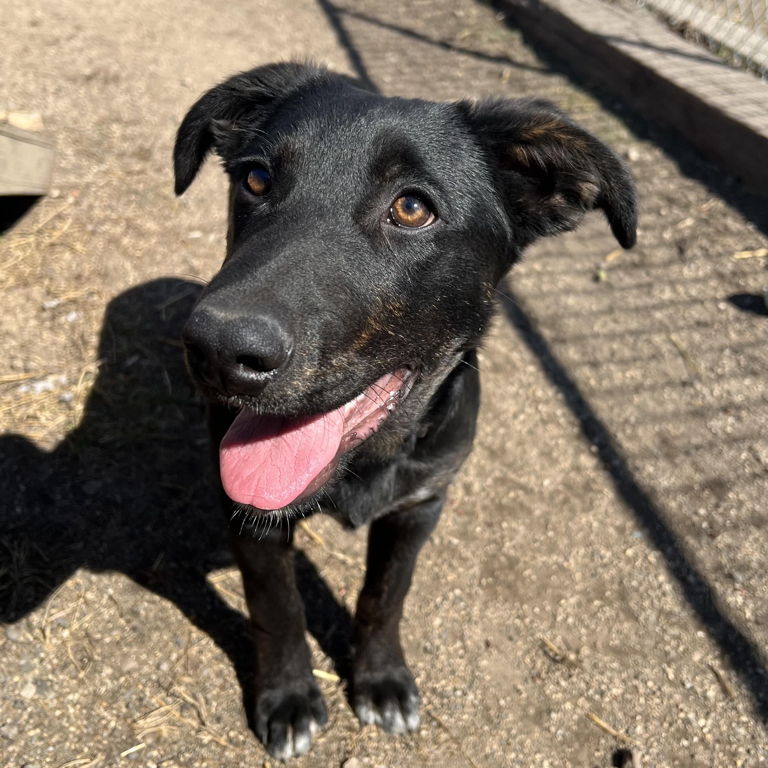 Enlarge Checkers, an adopted mixed breed in Fairmont, MN image 3/6