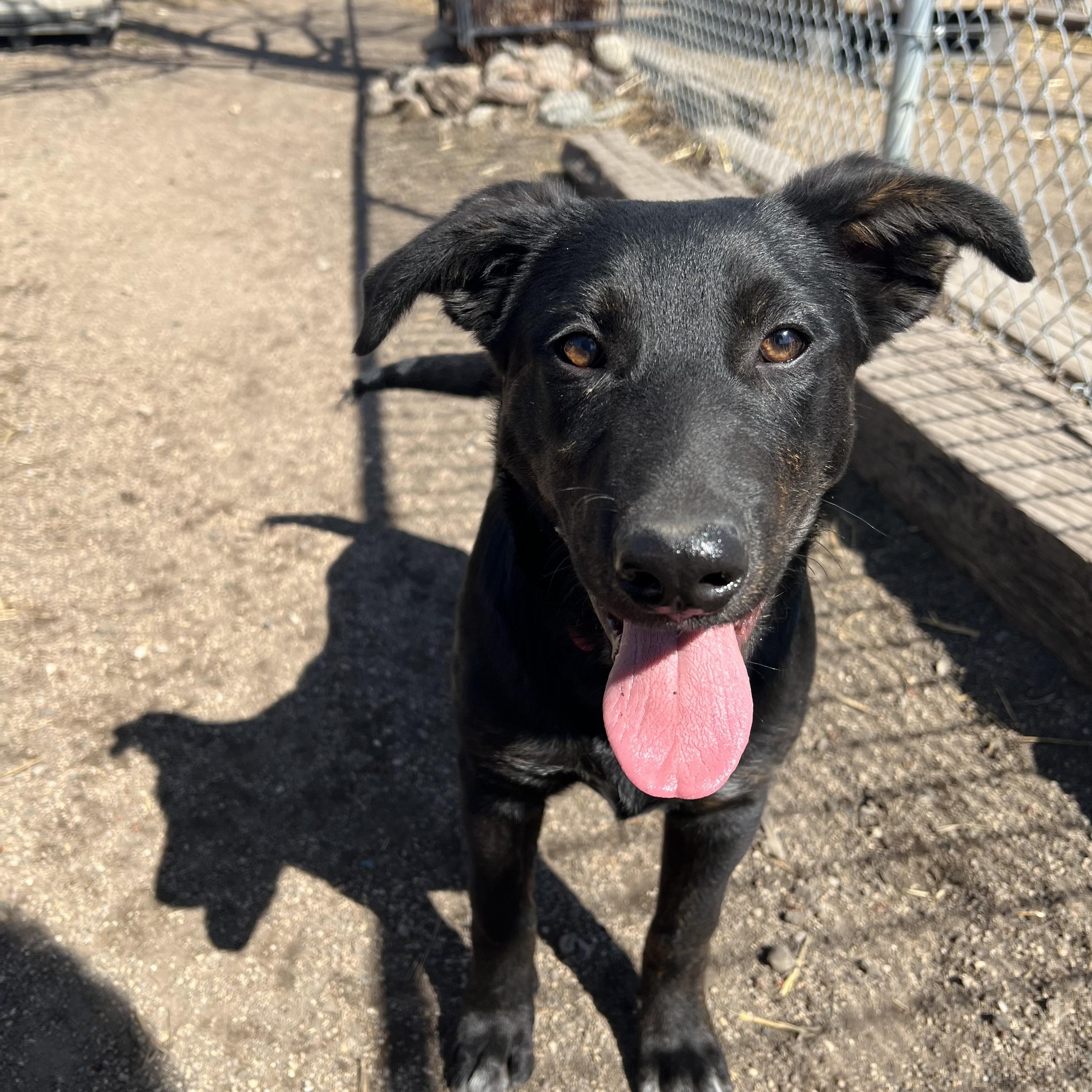 Checkers, adopted, Puppy Male Black Labrador Retriever.