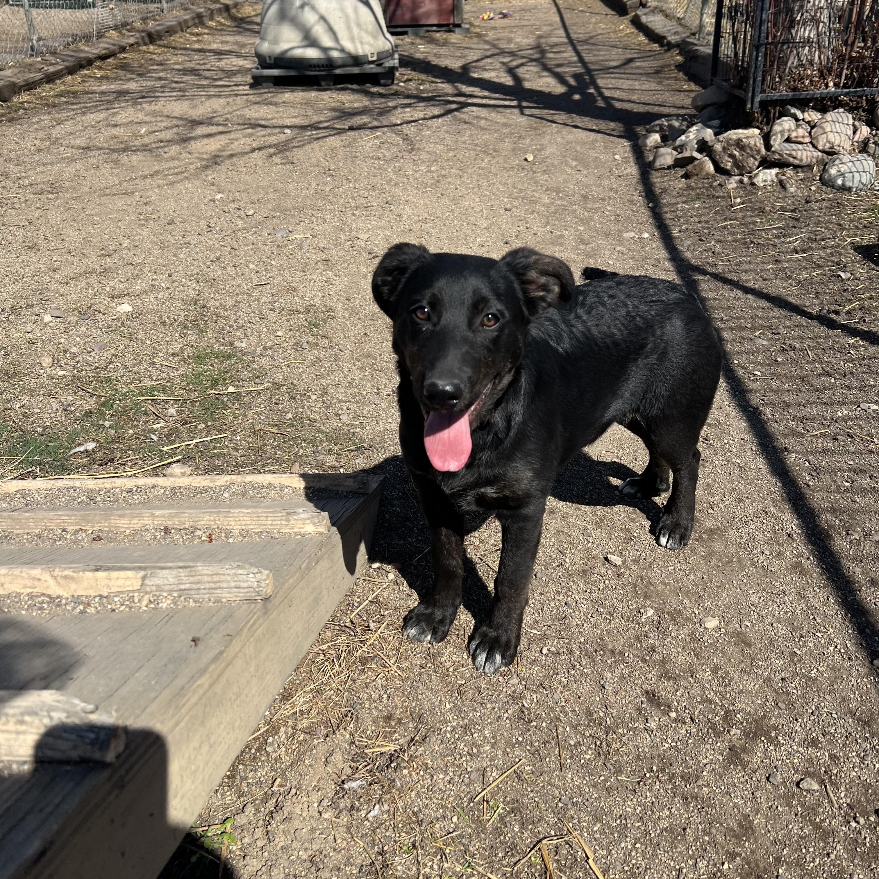 Enlarge Checkers, an adopted mixed breed in Fairmont, MN image 2/6