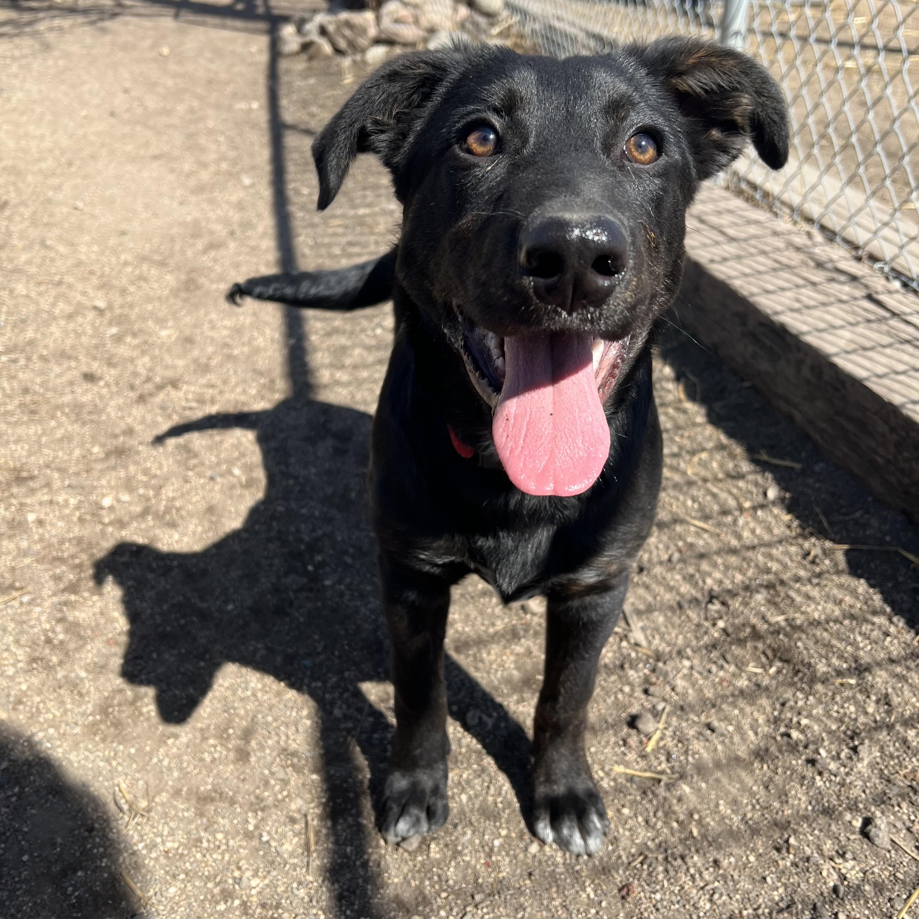 Enlarge Checkers, an adopted mixed breed in Fairmont, MN image 5/6