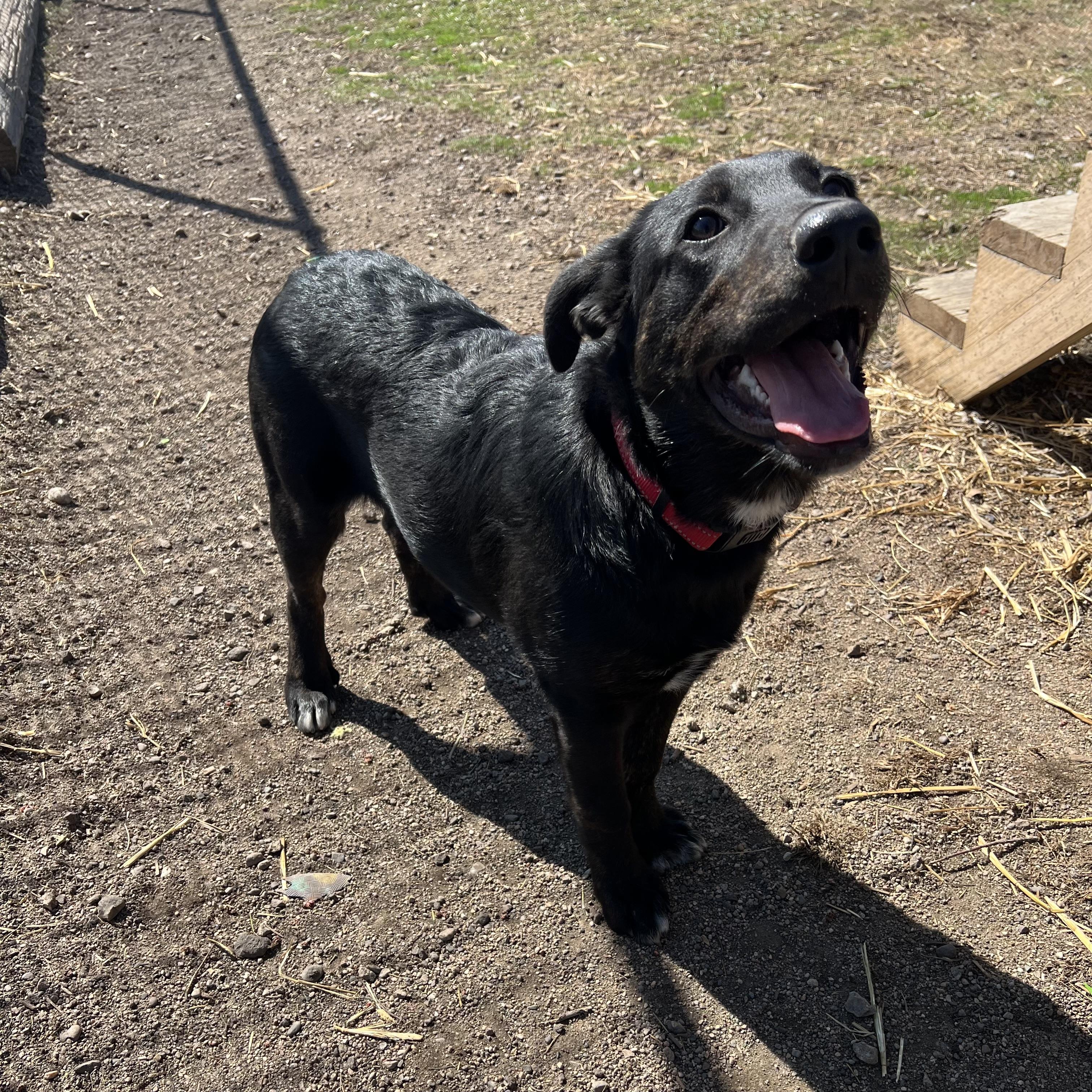 Enlarge Checkers, an adopted mixed breed in Fairmont, MN image 6/6
