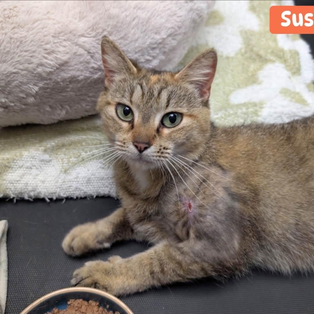 Susie, adopted, Adult Female Domestic Short Hair.