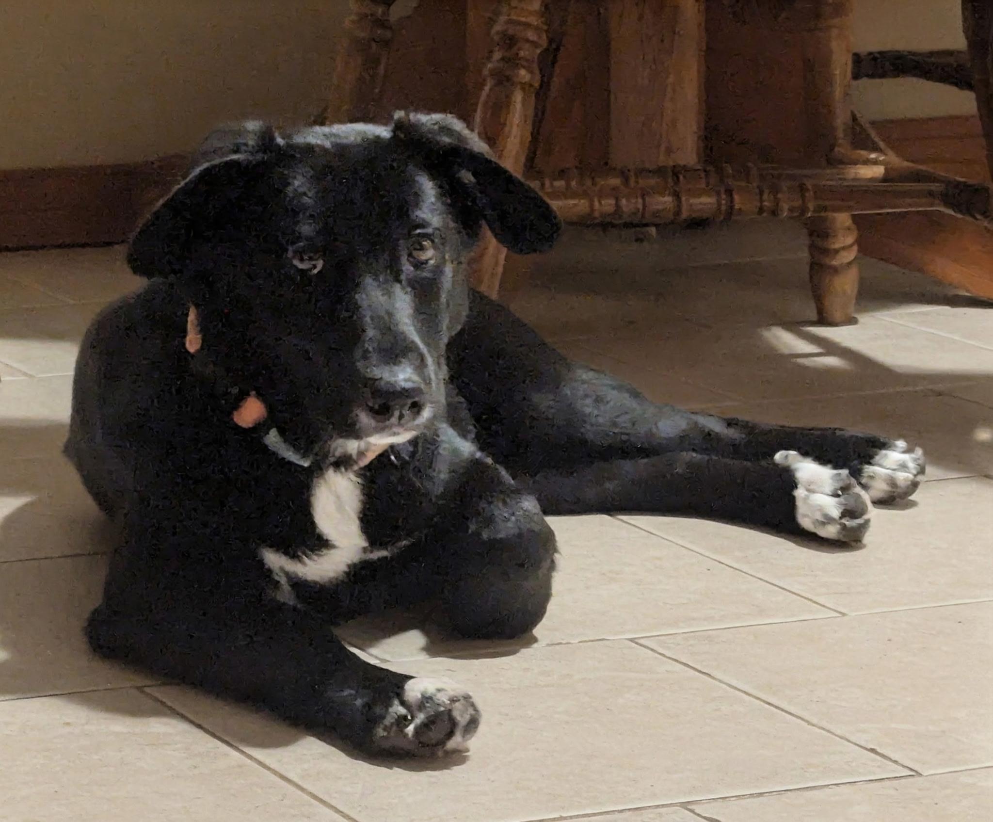 Olivia - photo 2