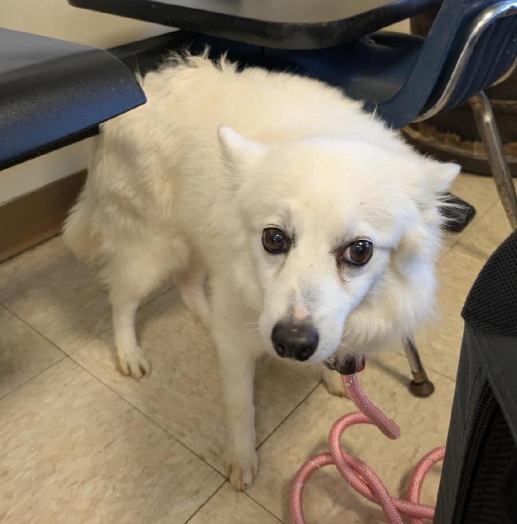 Lizzie - St. Louis, MO