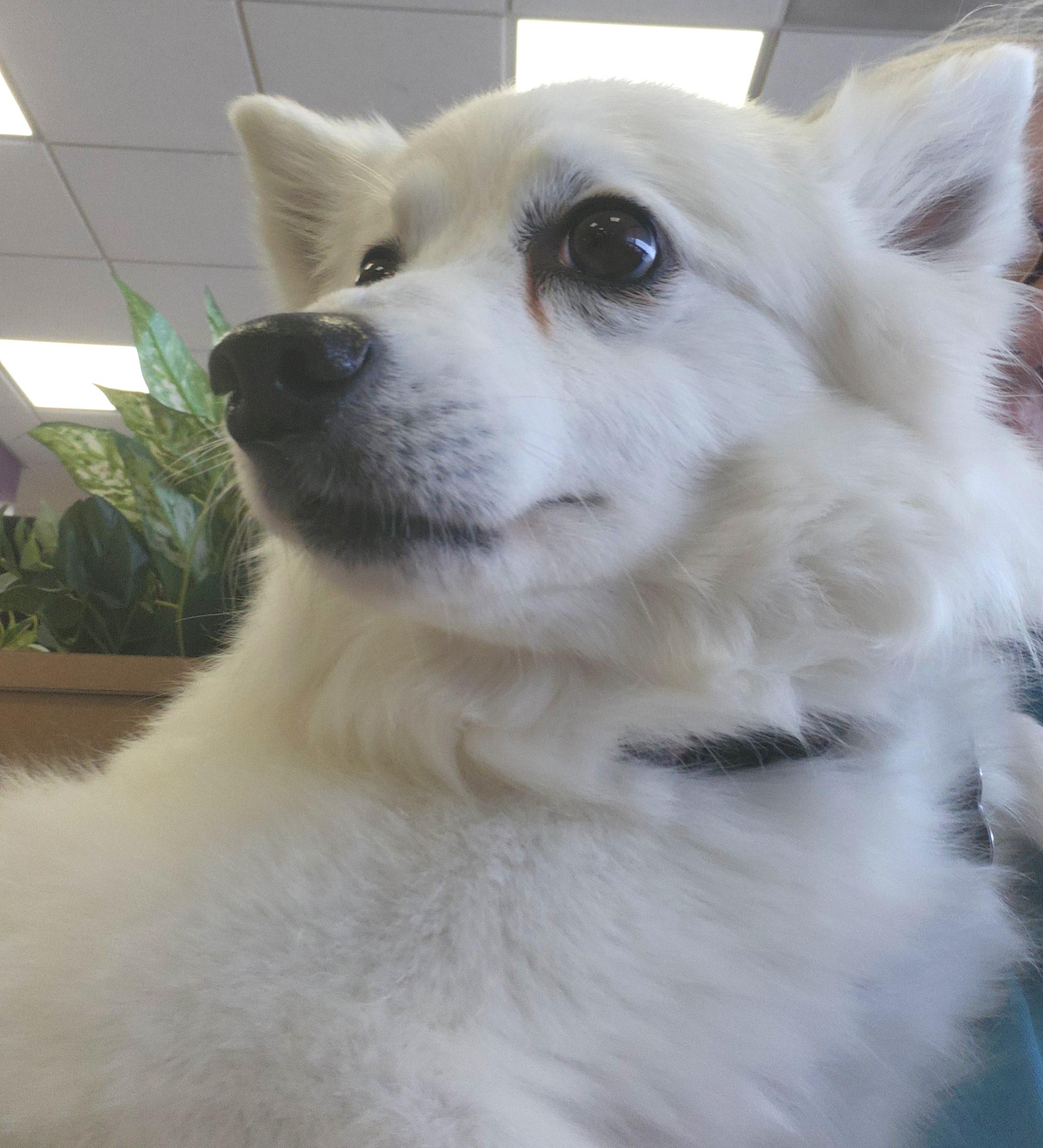 Lizzie - St. Louis, MO, Adoptable, Adult Female American Eskimo Dog.