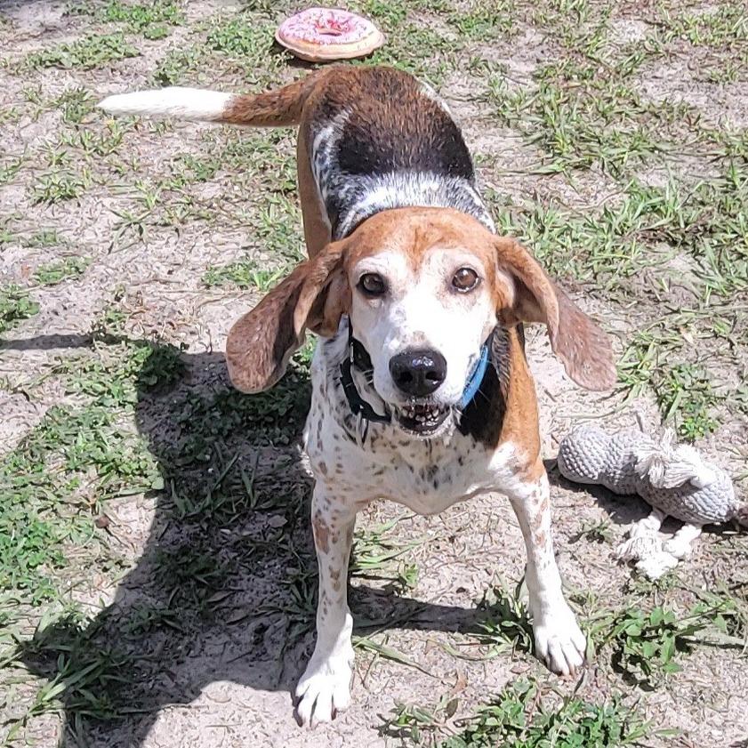 Candy, Adoptable, Senior Female Mixed Breed.