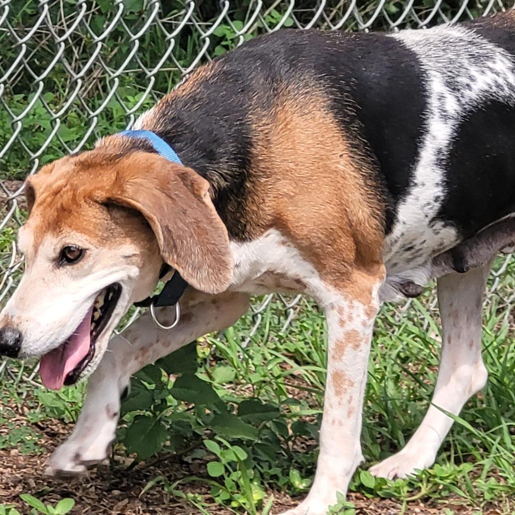 Enlarge Candy, a Adoptable Mixed Breed in Lake Panasoffkee, FL image 2/6
