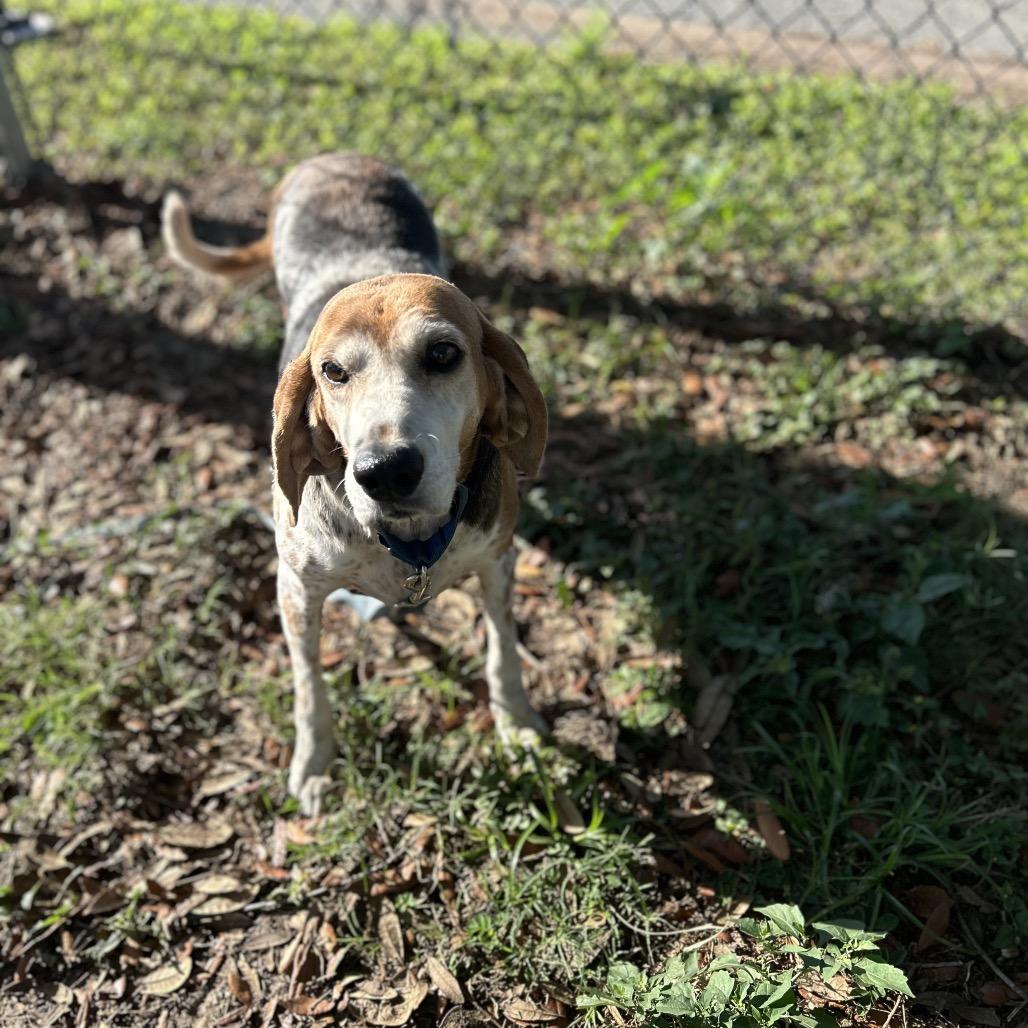 Enlarge Candy, a Adoptable Mixed Breed in Lake Panasoffkee, FL image 3/6