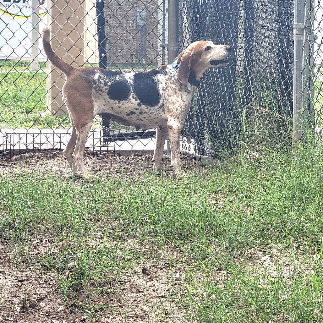 Enlarge Candy, a Adoptable Mixed Breed in Lake Panasoffkee, FL image 5/6