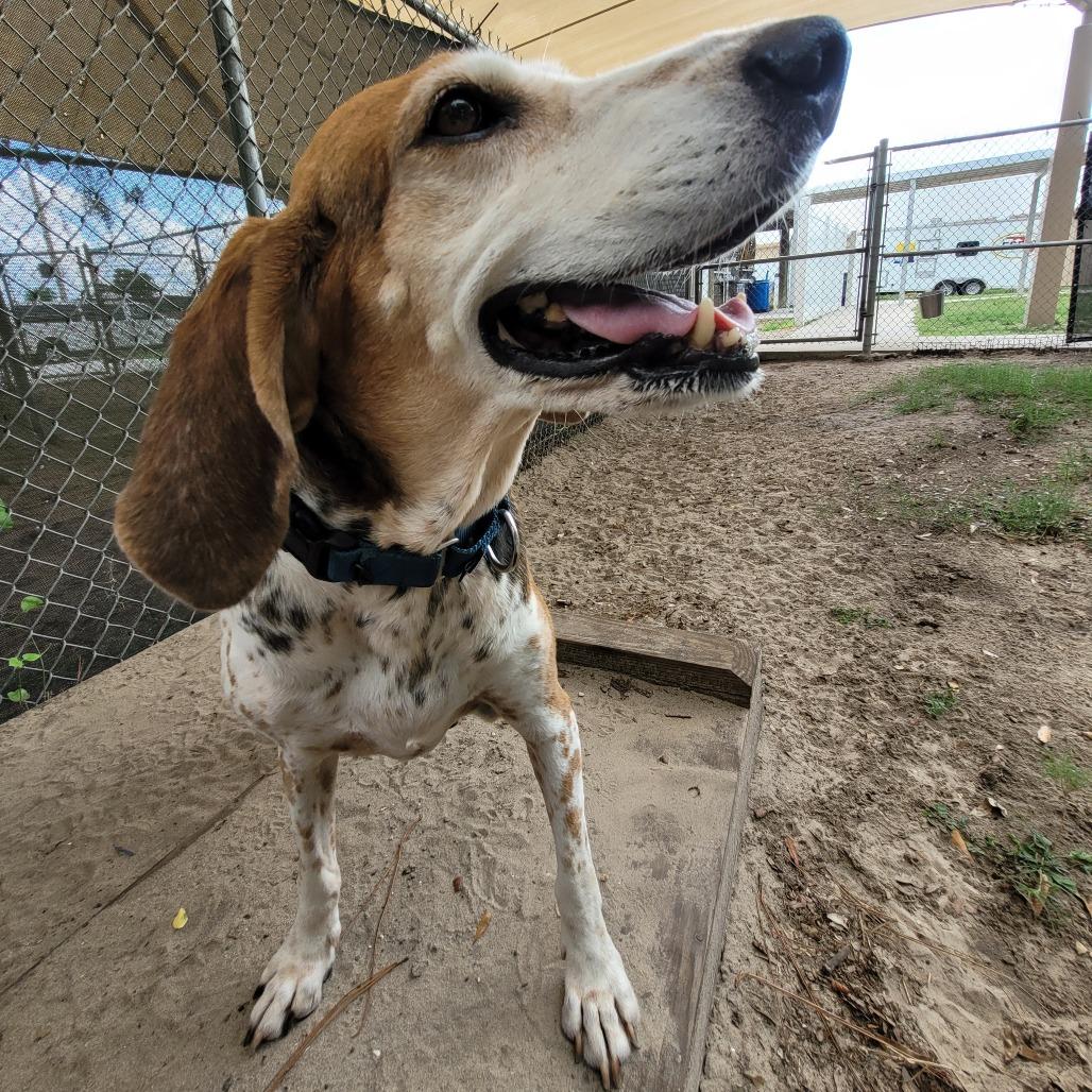 Enlarge Candy, a Adoptable Mixed Breed in Lake Panasoffkee, FL image 6/6