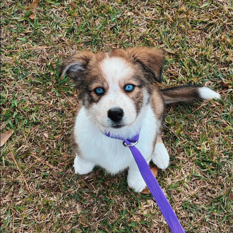 Camille, Adoptable, Puppy Female Australian Shepherd.