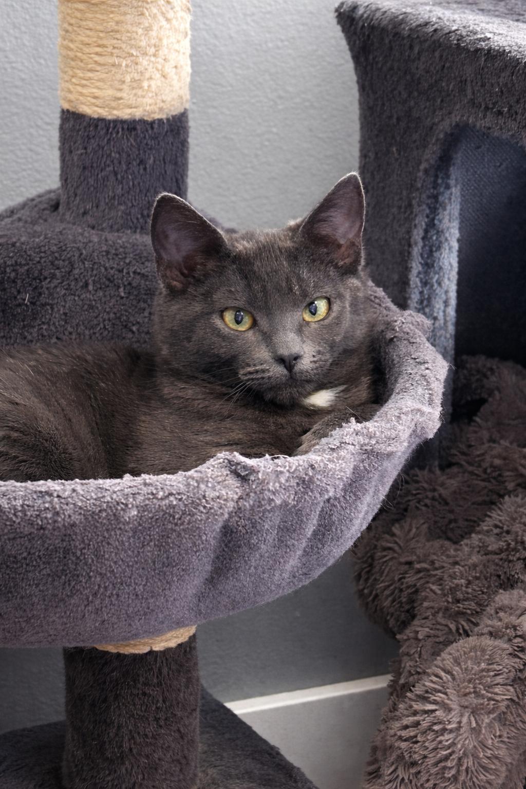 Enlarge Cruella, a ADOPTABLE Domestic Short Hair in BURNABY, BC image 1/1