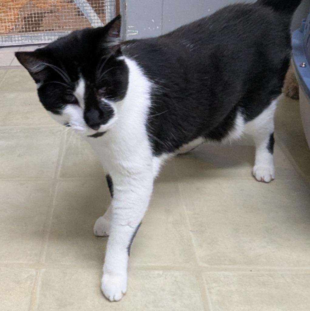 Winnie the Tumbler, Adoptable, Adult Female Domestic Short Hair.