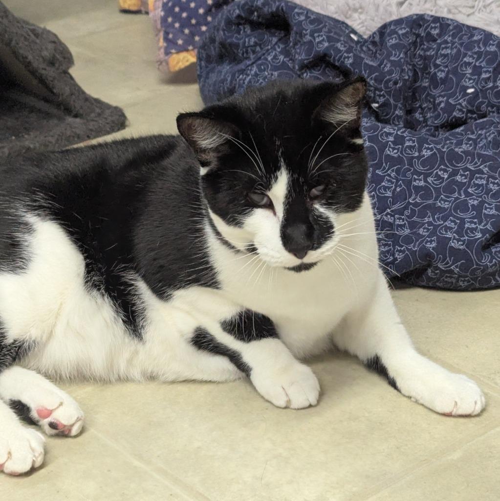 Enlarge Winnie the Tumbler, a Adoptable mixed breed in Aberdeen, WA image 2/2