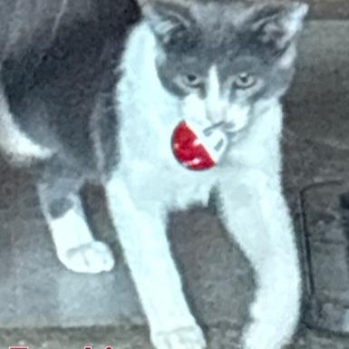 Frankie, Adoptable, Young Male Domestic Short Hair.