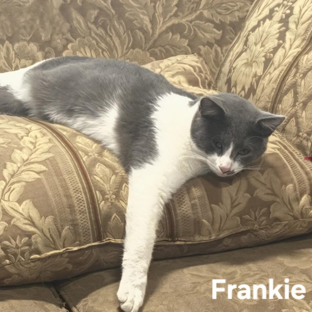 Enlarge Frankie, a Adoptable Domestic Short Hair in Layton, UT image 2/2