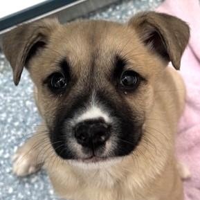 Koda, adopted, Puppy Male Shepherd.