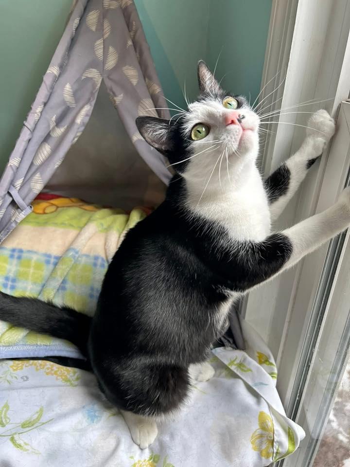 Enlarge Melody, a ADOPTABLE Domestic Short Hair in Dellslow, WV image 5/5