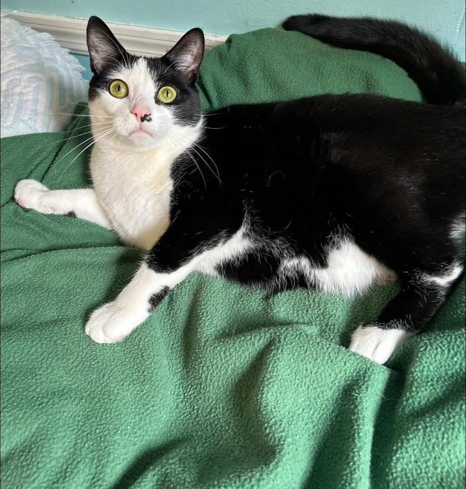 Enlarge Melody, a ADOPTABLE Domestic Short Hair in Dellslow, WV image 4/5