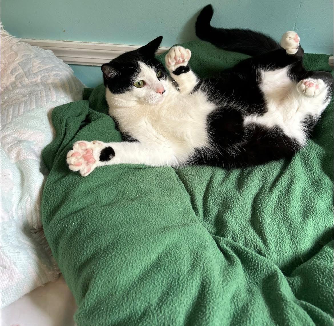 Enlarge Melody, a ADOPTABLE Domestic Short Hair in Dellslow, WV image 3/5