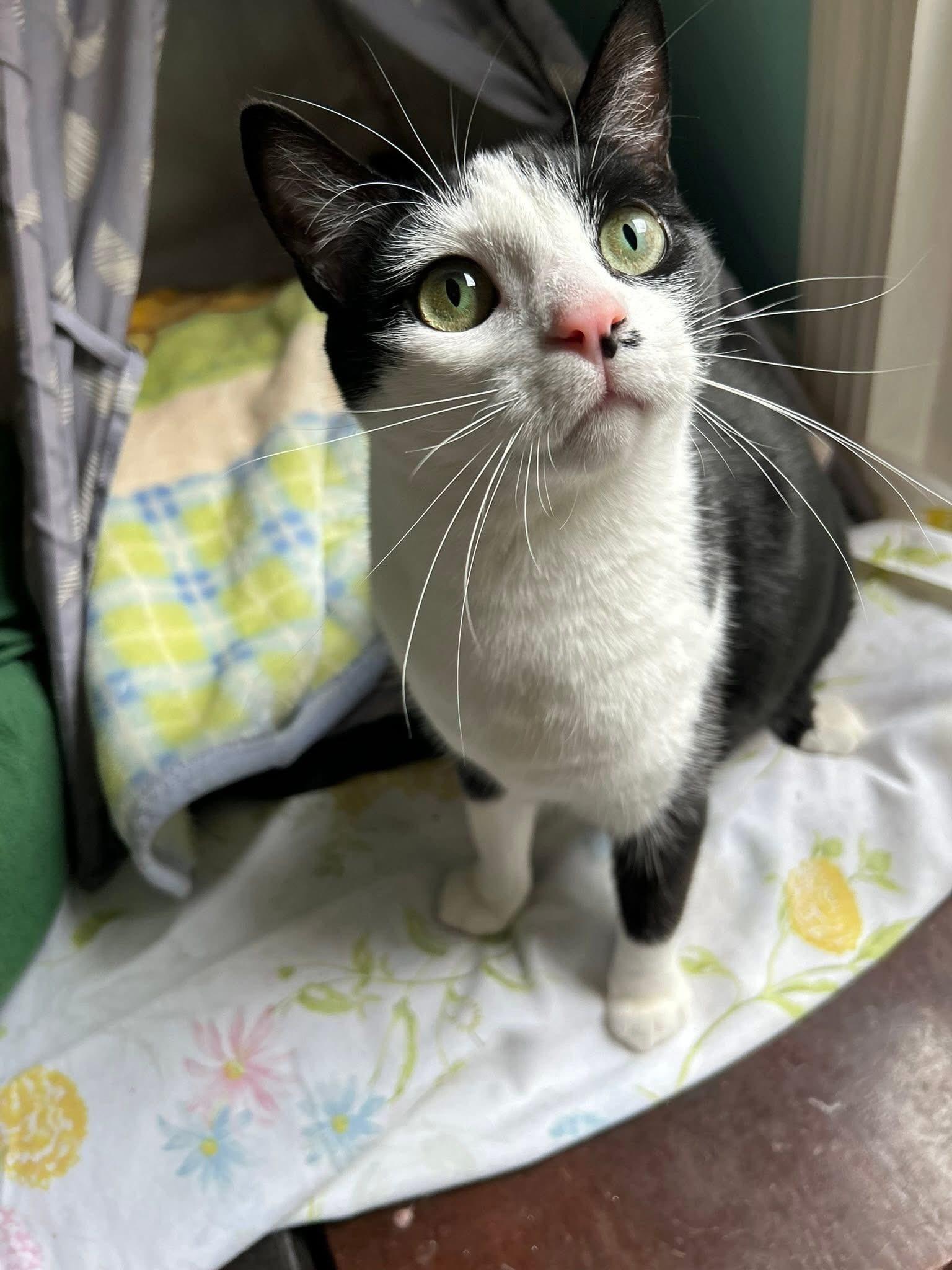 Enlarge Melody, a ADOPTABLE Domestic Short Hair in Dellslow, WV image 2/5