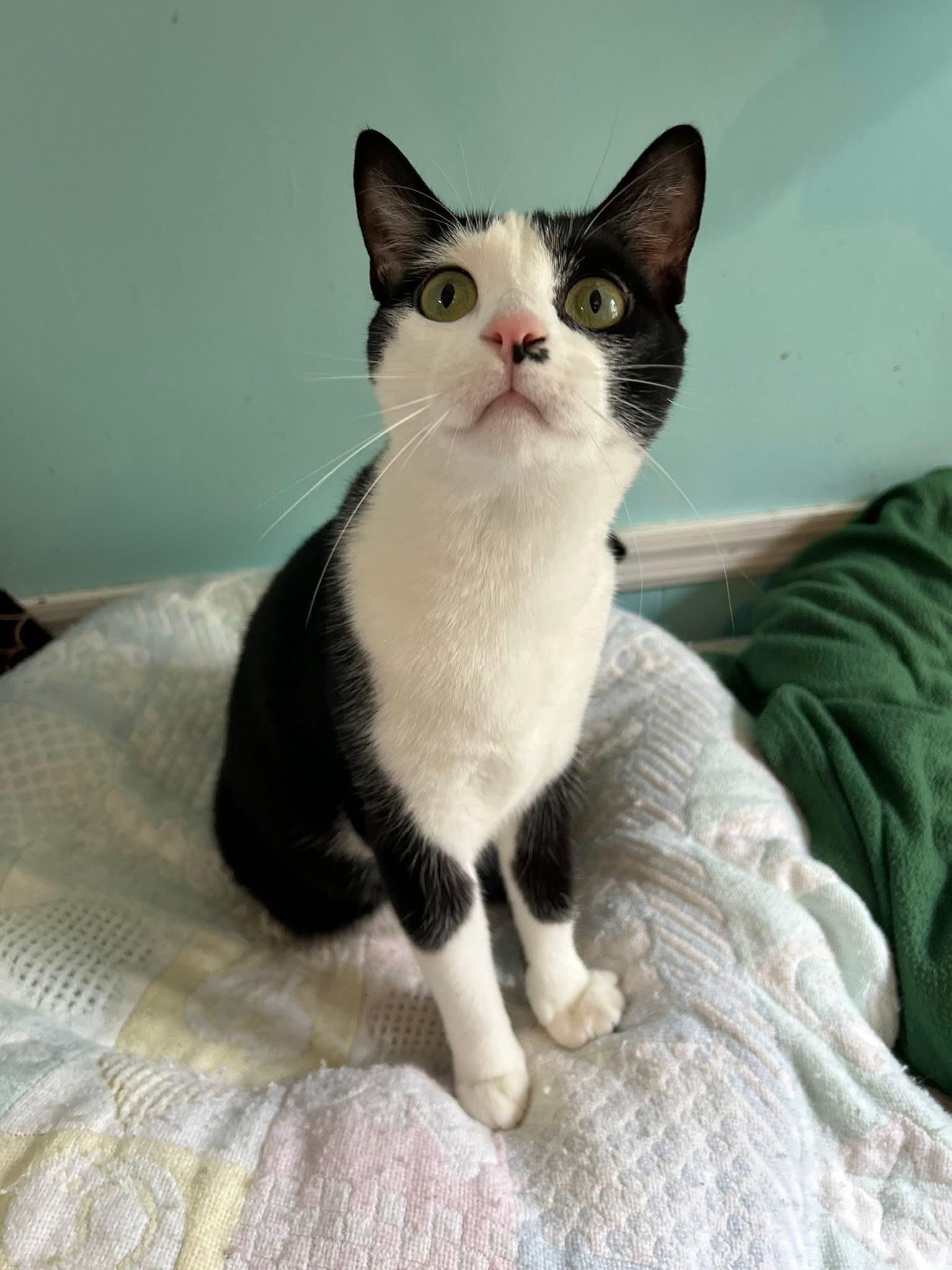 Enlarge Melody, a ADOPTABLE Domestic Short Hair in Dellslow, WV image 1/5