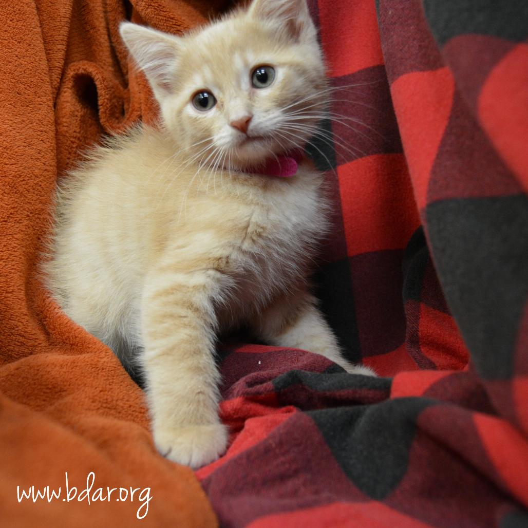 Pablo Picasso, Adoptable, Kitten Male Domestic Short Hair.