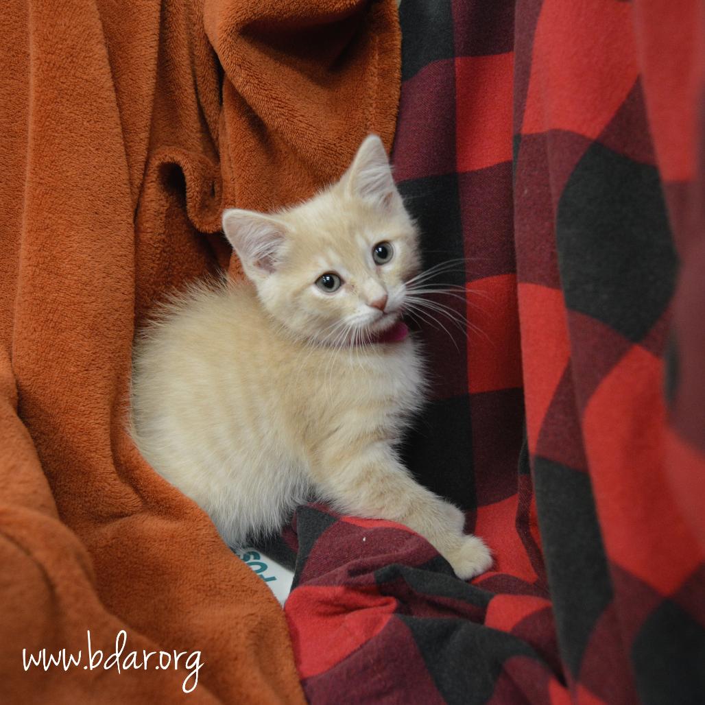 Pablo Picasso, a Adoptable Domestic Short Hair in Cheyenne, WY image 2/2