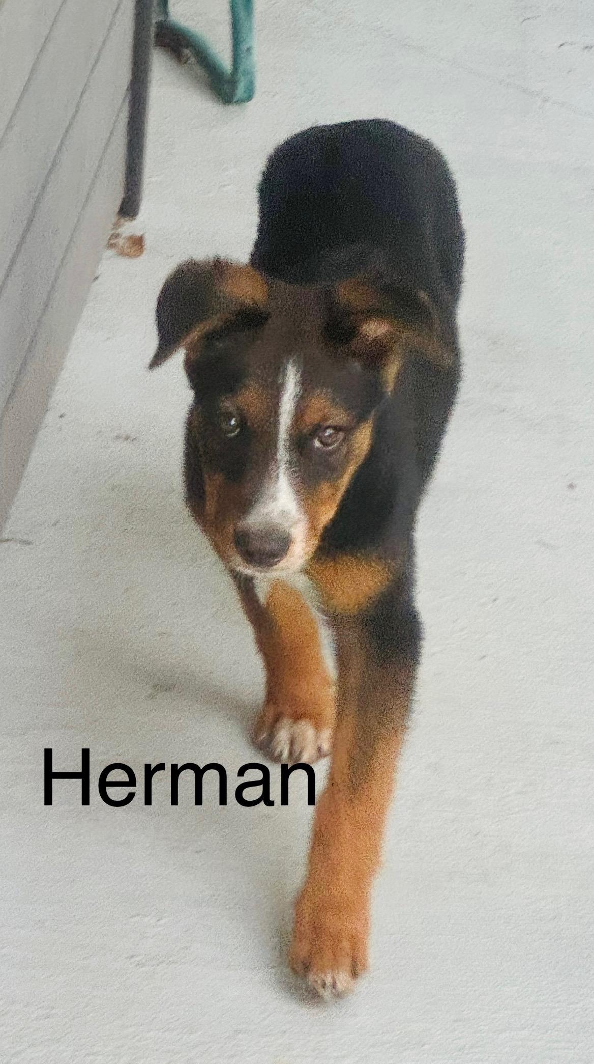 Herman thumbnail 3
