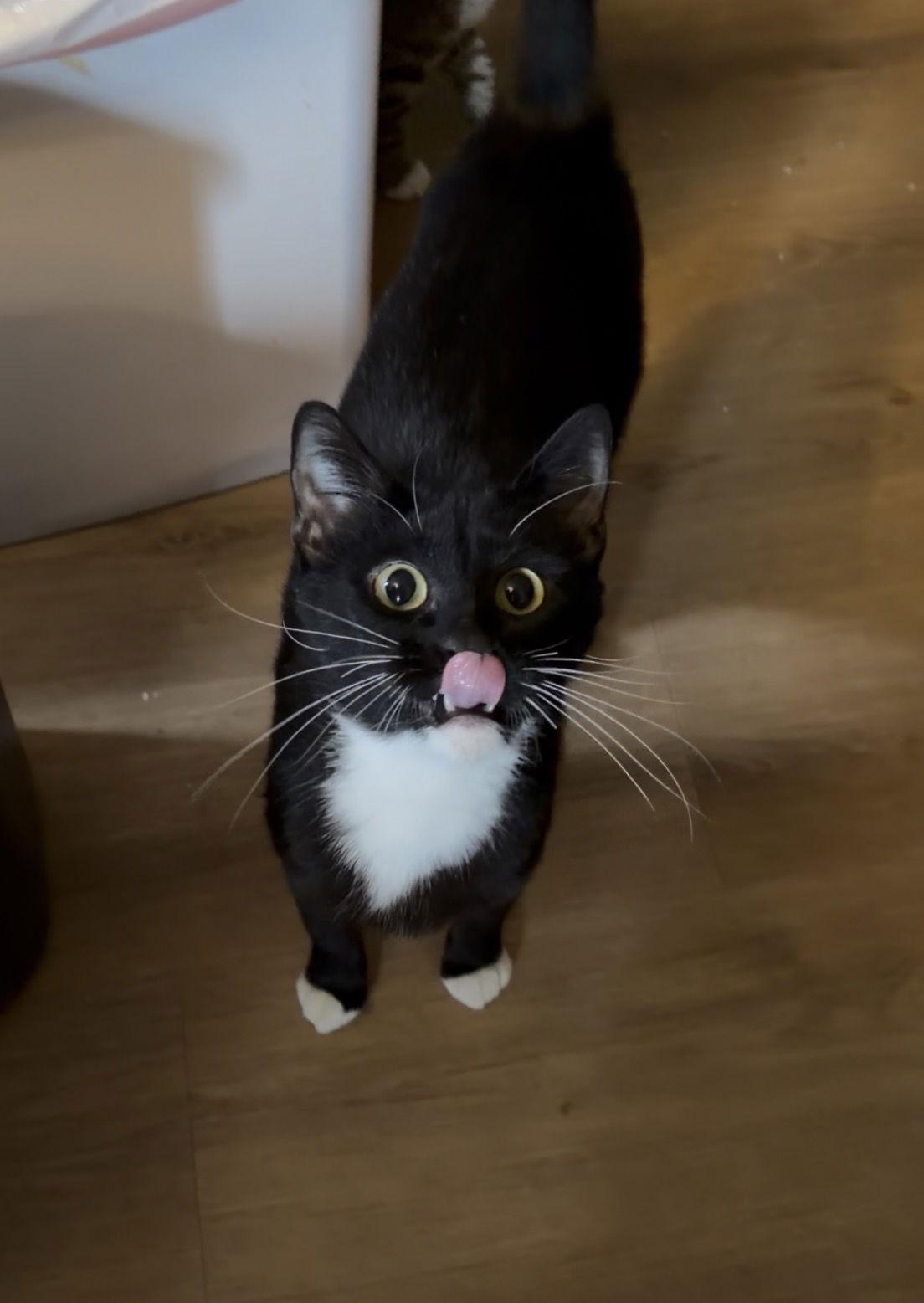 Enlarge Valerie, a Adoptable Domestic Short Hair in Walnut Creek, CA image 1/3